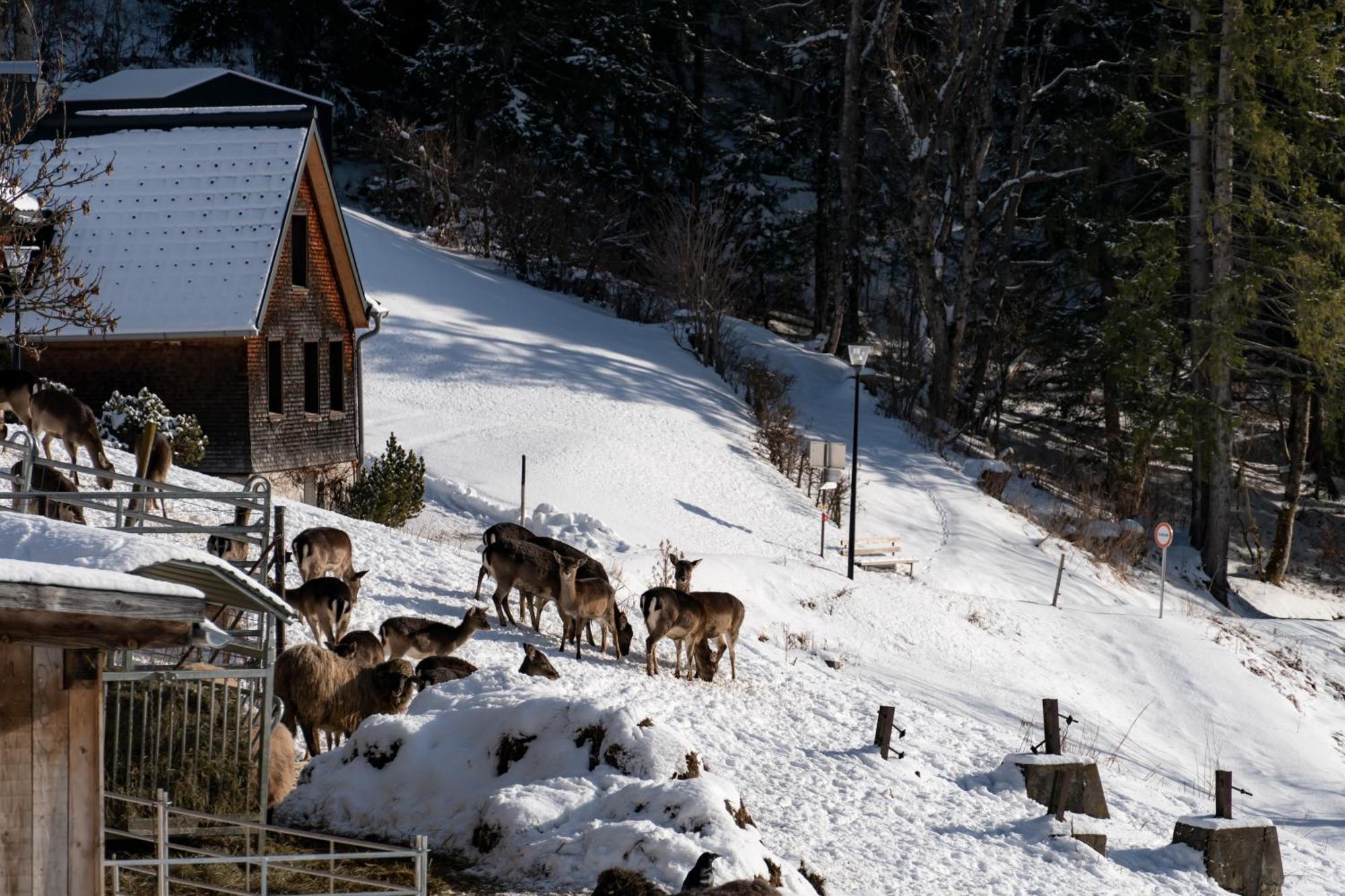 Peterhof Chalets Batschuns Luaran gambar